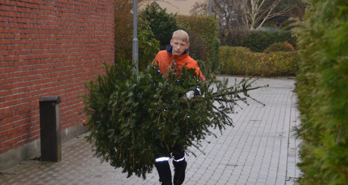 Ein Mitglied der Wilhelmshavener Jugendfeuerwehren trägt einen ausrangierten Weihnachtsbaum. Der junge Mann ist in einer orangenen Jacke und einer blauen Hose mit reflektierenden Streifen gekleidet. Die Jugendfeuerwehr in Wilhelmshaven bietet nach dem Weihnachtsfest an, abgeschmückte Tannenbäume abzutransportieren.