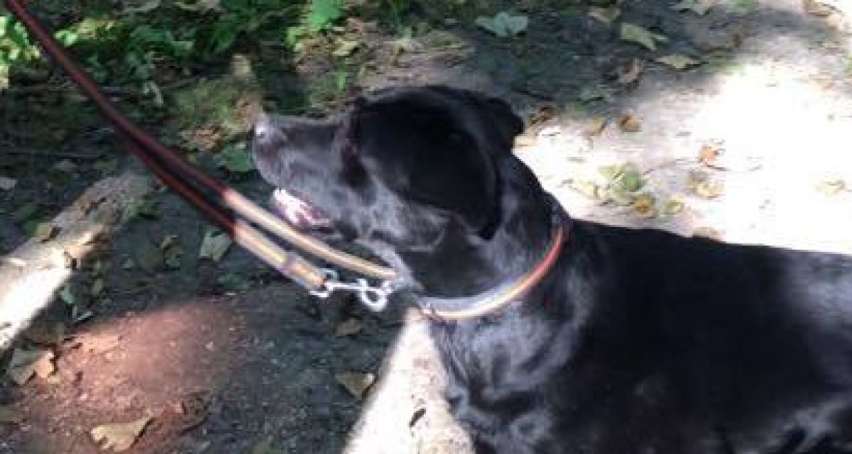 Zu sehen ist ein schwarzer Hund, er gehört zur Rettungsstaffel Wilhelmshaven.