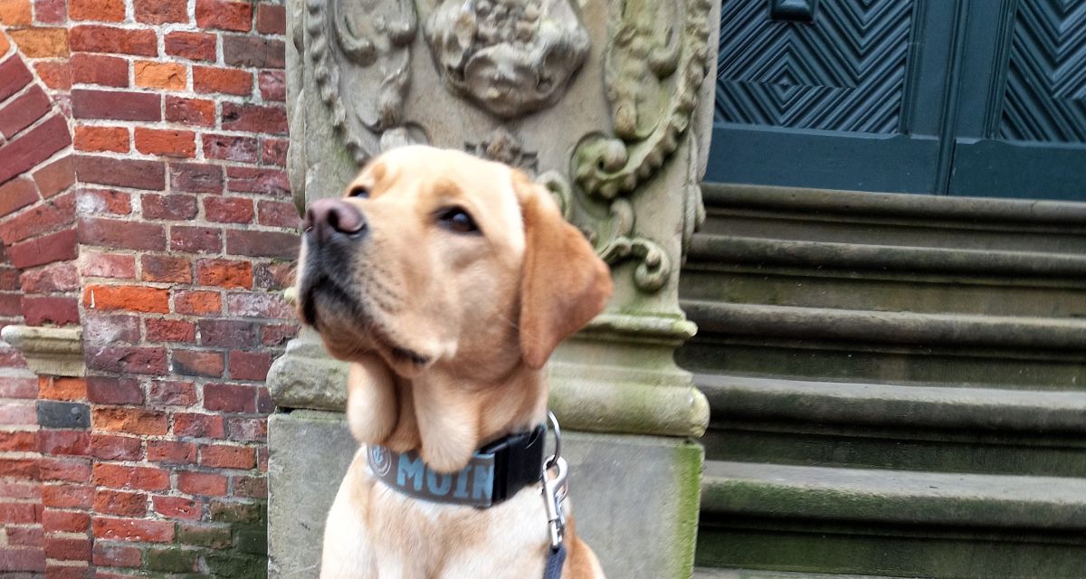 Aktion „Gelbe Schleifen für Hunde“ in Jever gestartet