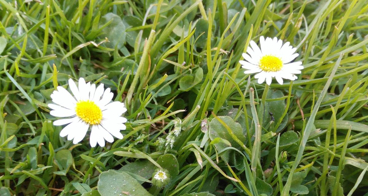 Auf dem Bild sind zwei Gänseblümchen im Gras zu sehen.