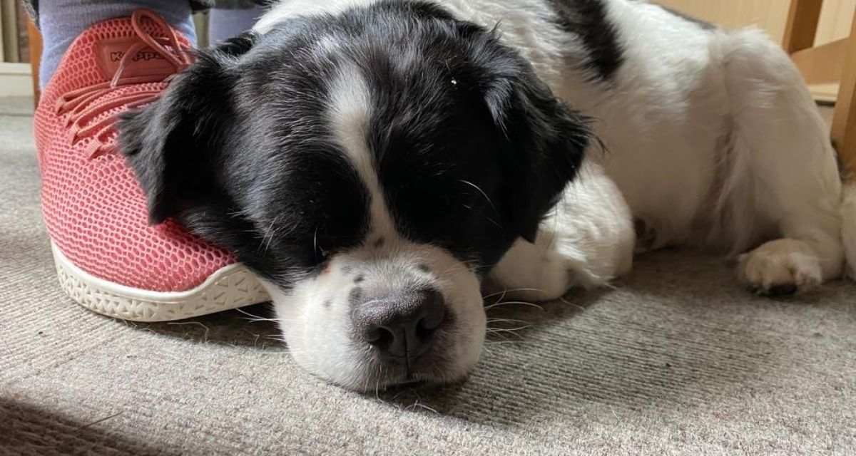 Ein schwarz-weißer Hund liegt mit seinem Kopf auf einem rosa Sneaker