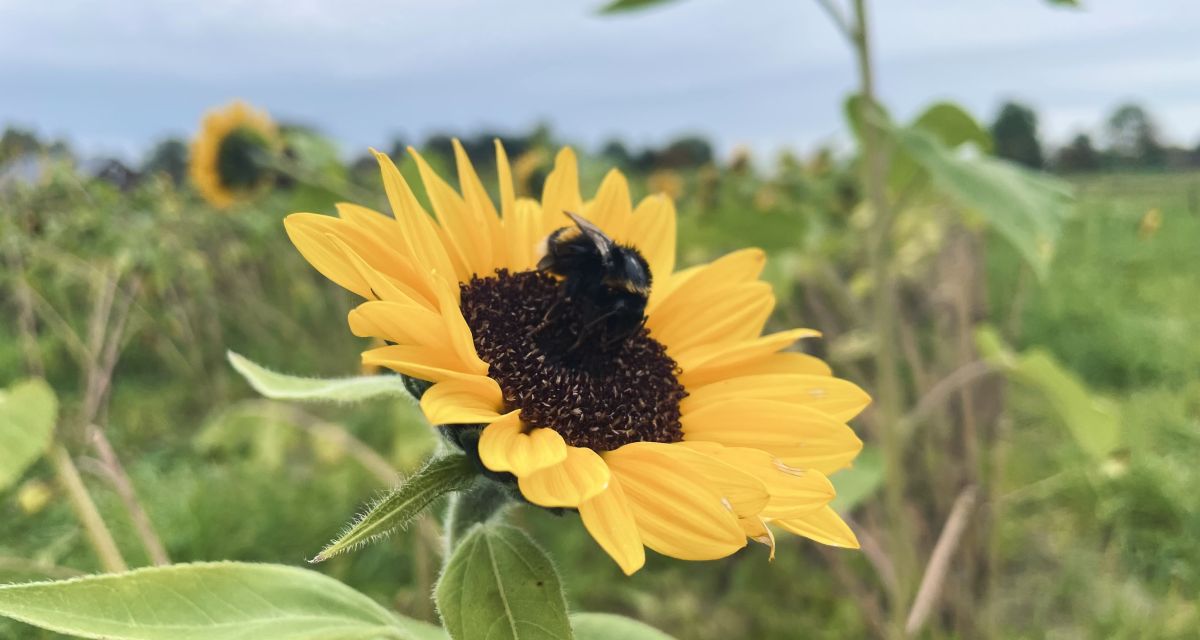 Zu sehen ist eine Biene auf einer Sonnenblume.
