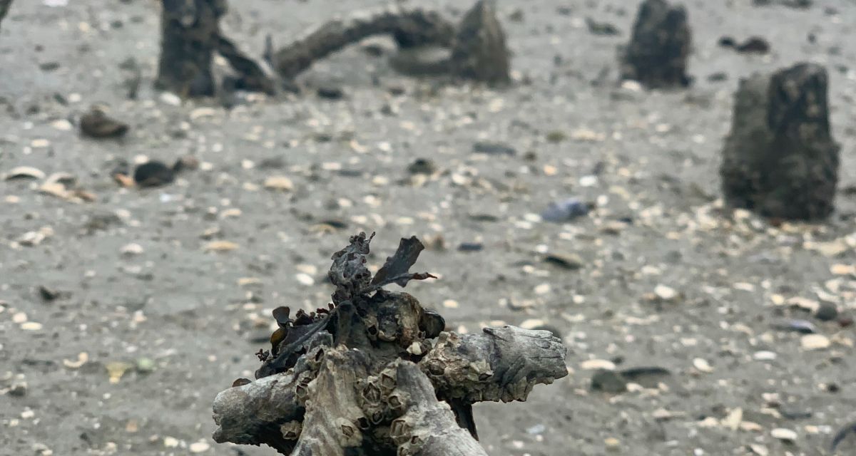 Muscheln, Steine und Spülsaum am Strand. Im Hintergrund ist das Watt zu sehen.