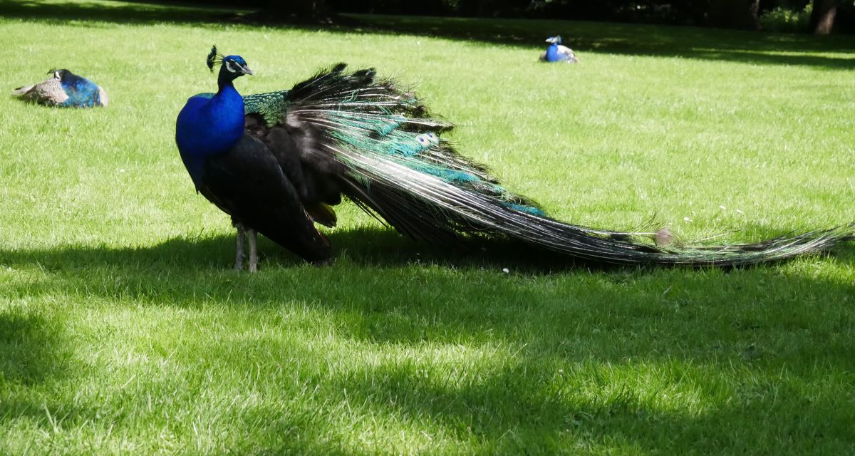Pfau Schlossgarten