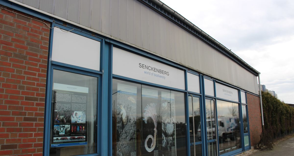 Senckenberg-Forscher*innen entdecken neue Tierart