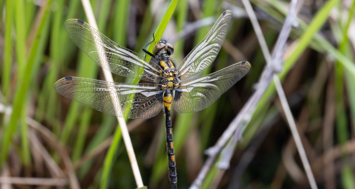 Libellen in der Region werden erfasst