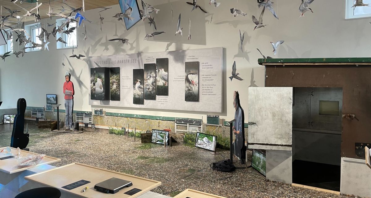 Die neue Ausstellung der Flussseeschwalbenkolonie mit einer hellen Ausstellungsfläche, Vogelmodelle hängen an der Decke, auf Tischen stehen Proben und andere Ausstellungsstücke