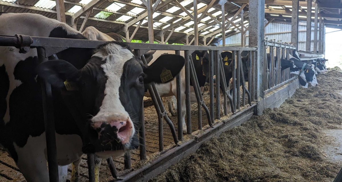 Landvolk schlägt Landarztquote für Tierärzt*innen vor
