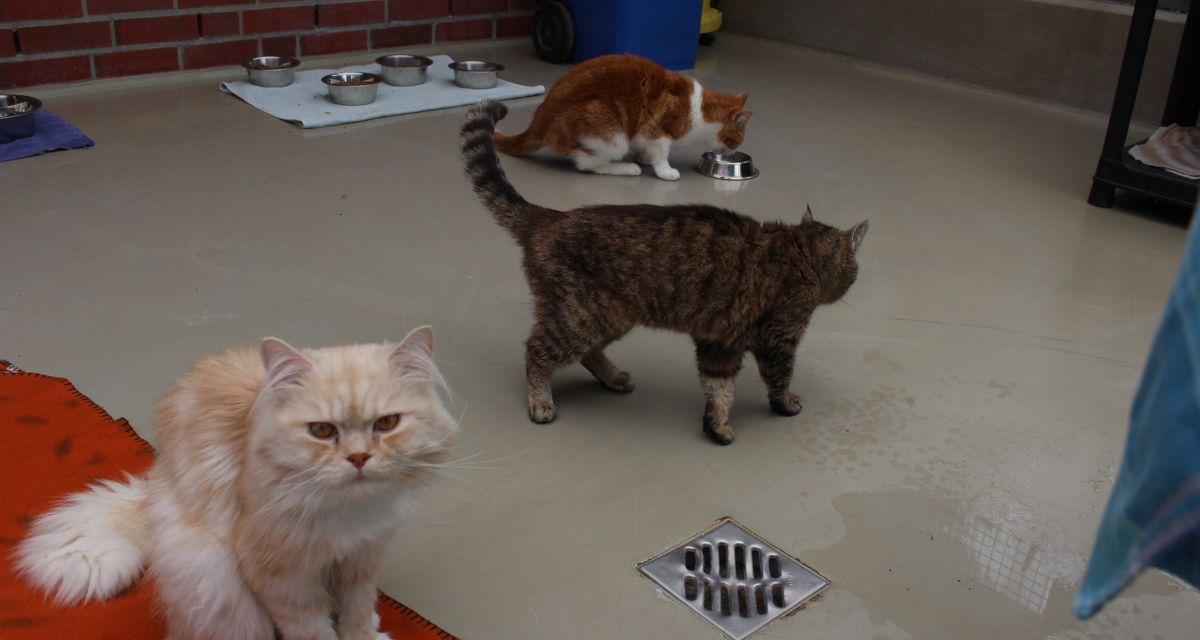 Katzen im Wilhelmshavener Tierheim schauen in die Kamera oder schleichen in Richtung Futternapf