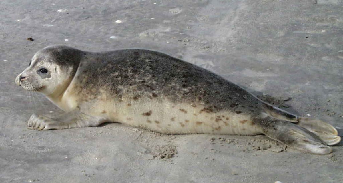Man sieht einen Heuler im Sand.