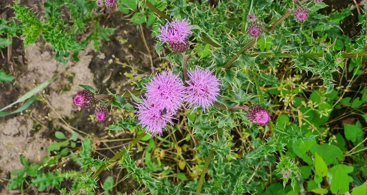 Landwirtschaftskammer zieht Bilanz zur Biodiversitätsberatung