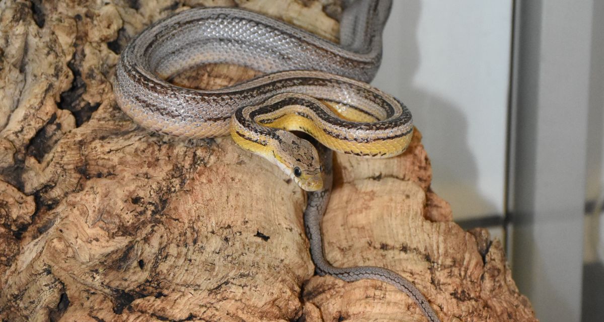 Diese Kornnatter wurde in einer Plastikbox ausgesetzt. 