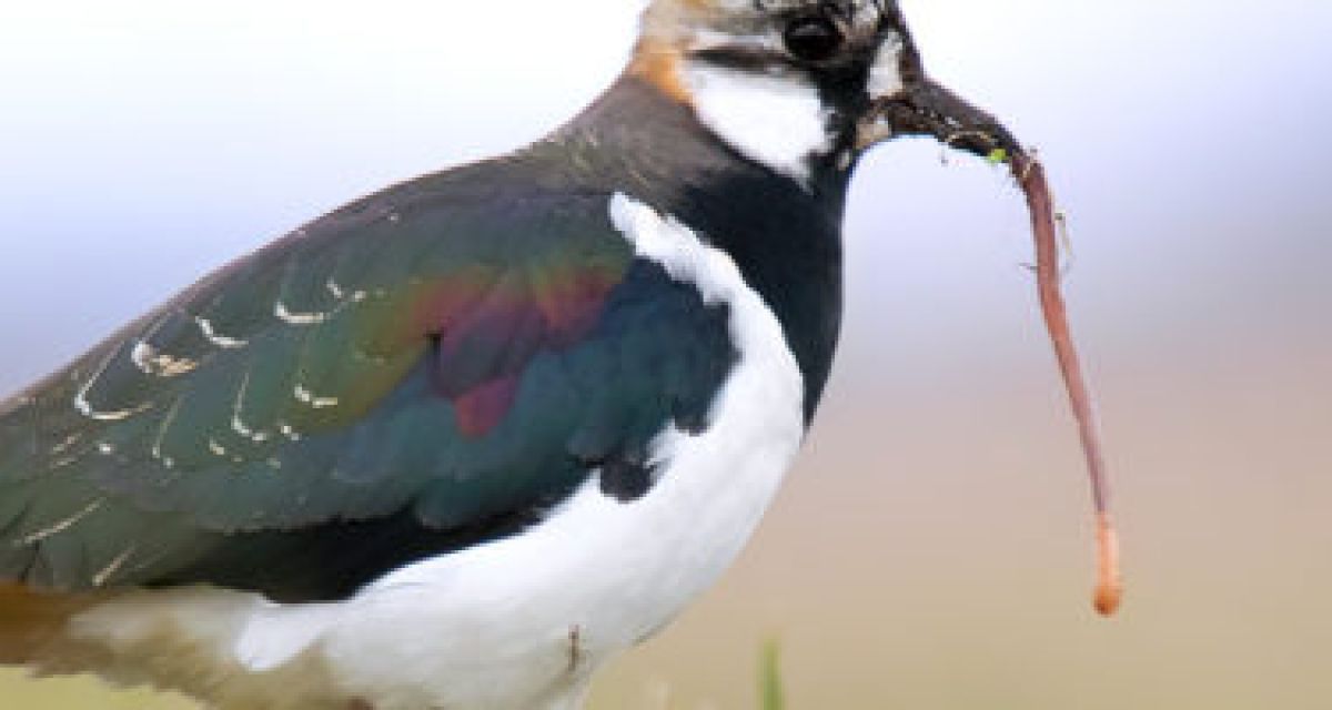 Kiebitz ist Vogel des Jahres 2024