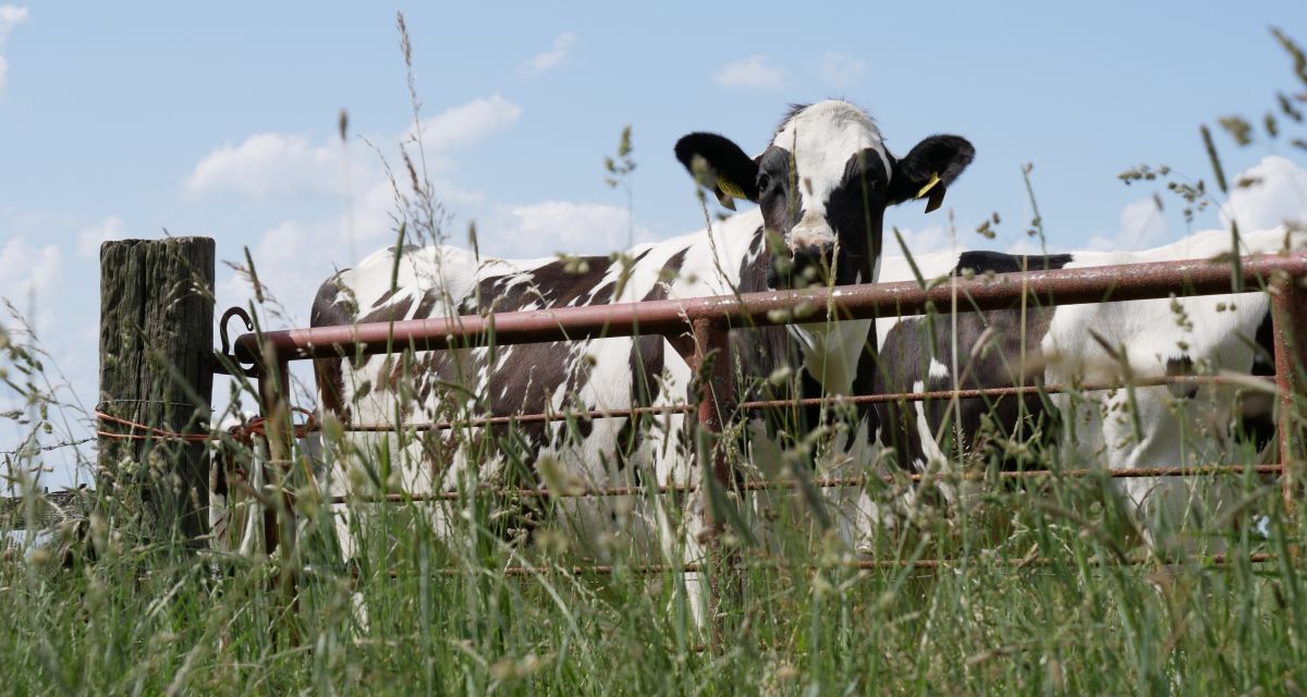 Schwarzbunte Kuh auf Weide
