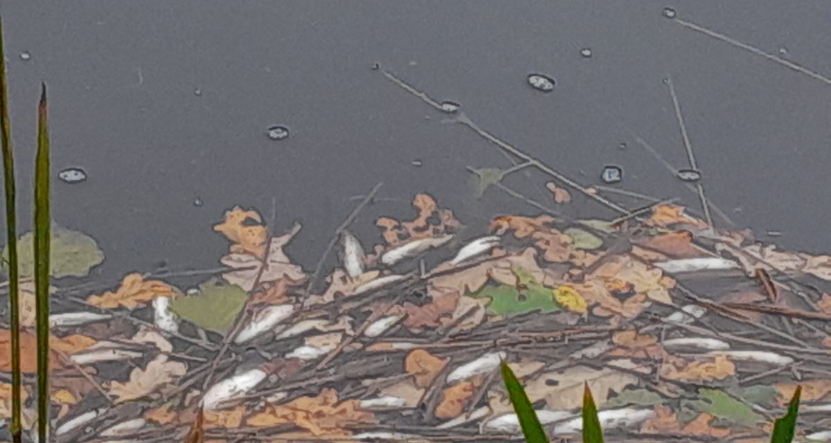 Zu sehen sind mehrere tote Fische im Wasser eines Regen-Rückhaltebeckens in Wittmund