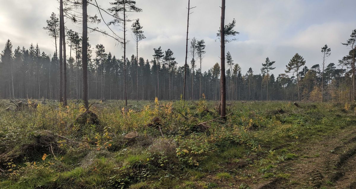 Waldzustandsbericht 2023 für Niedersachsen vorgestellt