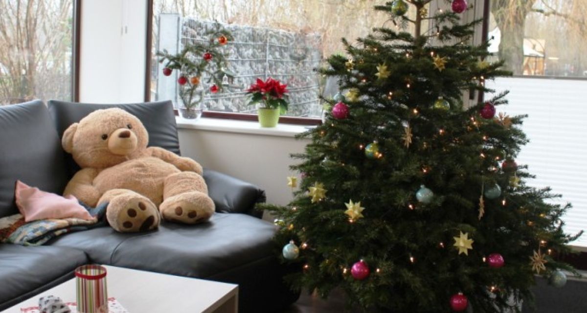 Umweltverband fordert Pestizidreduktion bei Weihnachtsbäumen