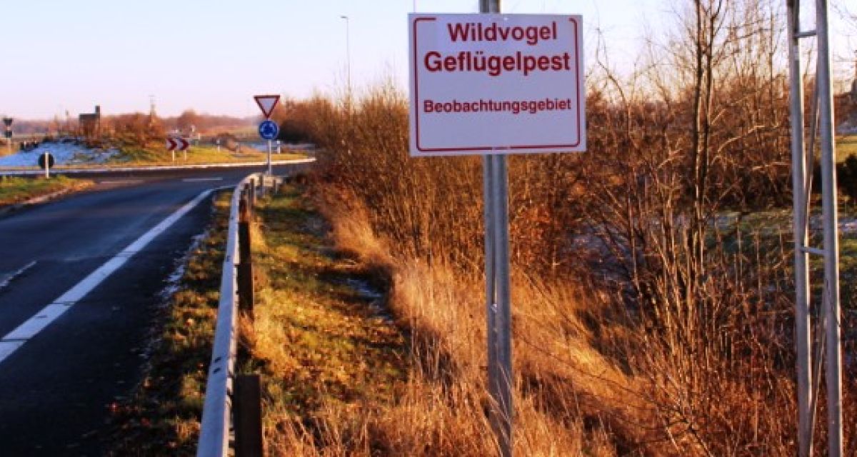 Vogelgrippeausbruch in Wittmund
