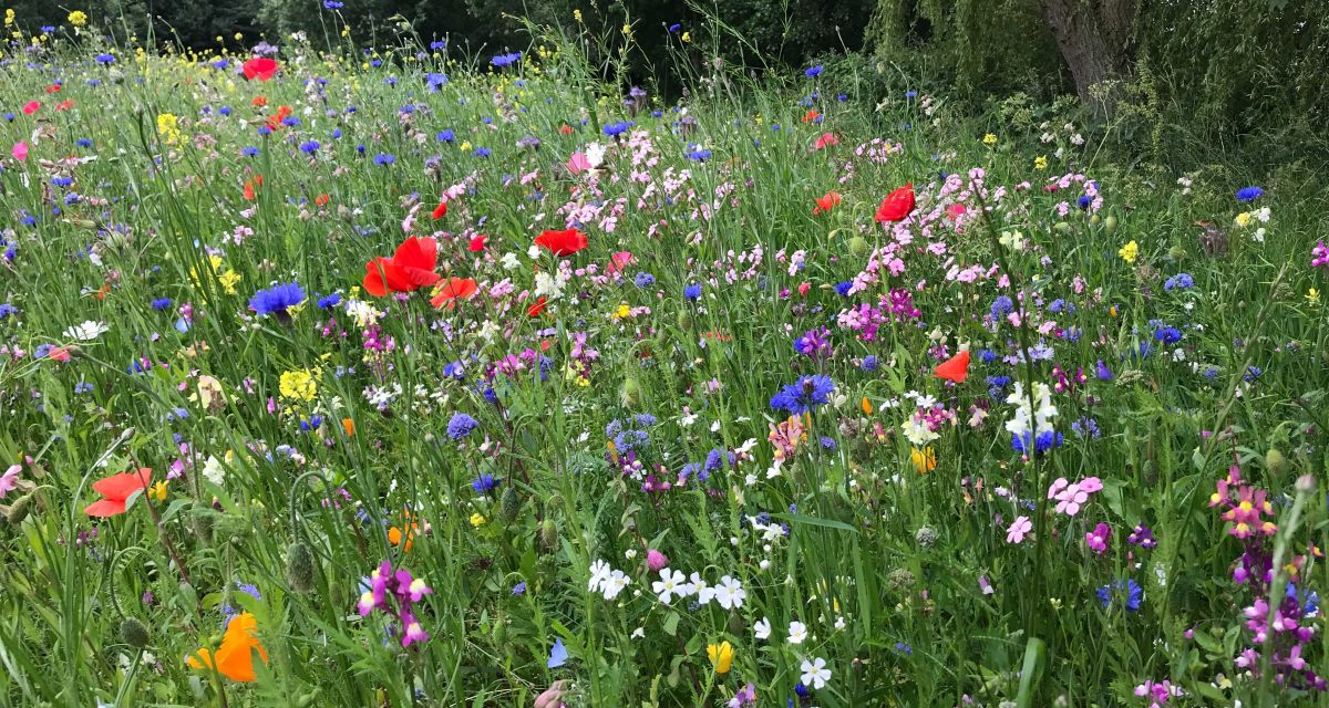 Zu sehen ist eine Wiese mit Wildblumen. 