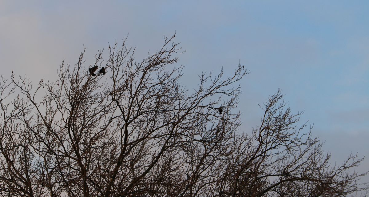 Anmeldung zur Ast- und Strauchsammlung in Friesland