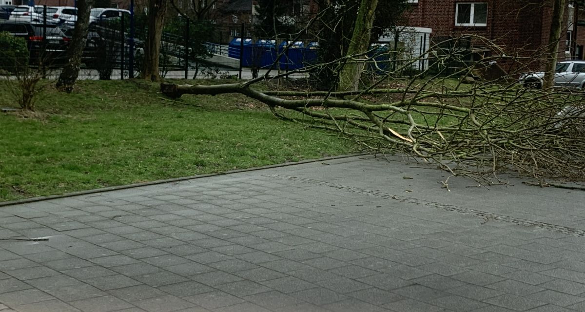 Sturm Baum umfallt