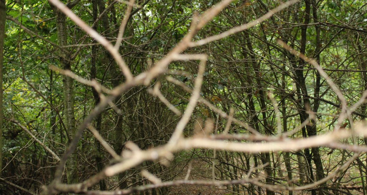 Zu sehen ist ein Wald. Im Vordergrund ragt ein Ast ins Bild. Es liegt Laub auf dem Boden.