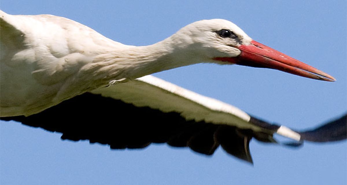 Mehr Störche in Niedersachsen und Bremen
