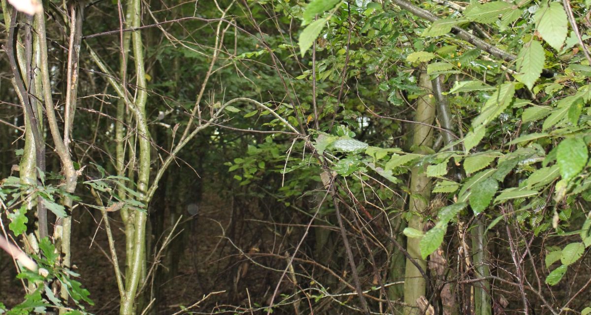 Zu sehen ist ein Wald. es sind einige junge Bäume und Eichenblätter und ein laubiger Boden im Bild. 