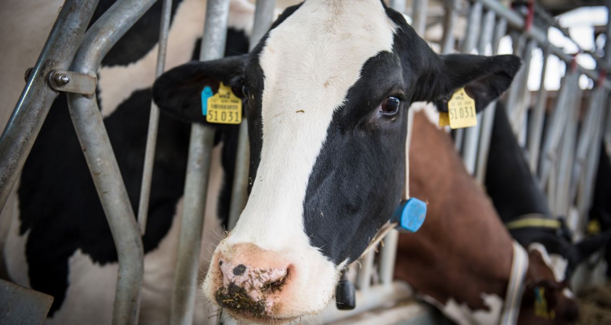 Sinkende Mengen bei der Milchproduktion