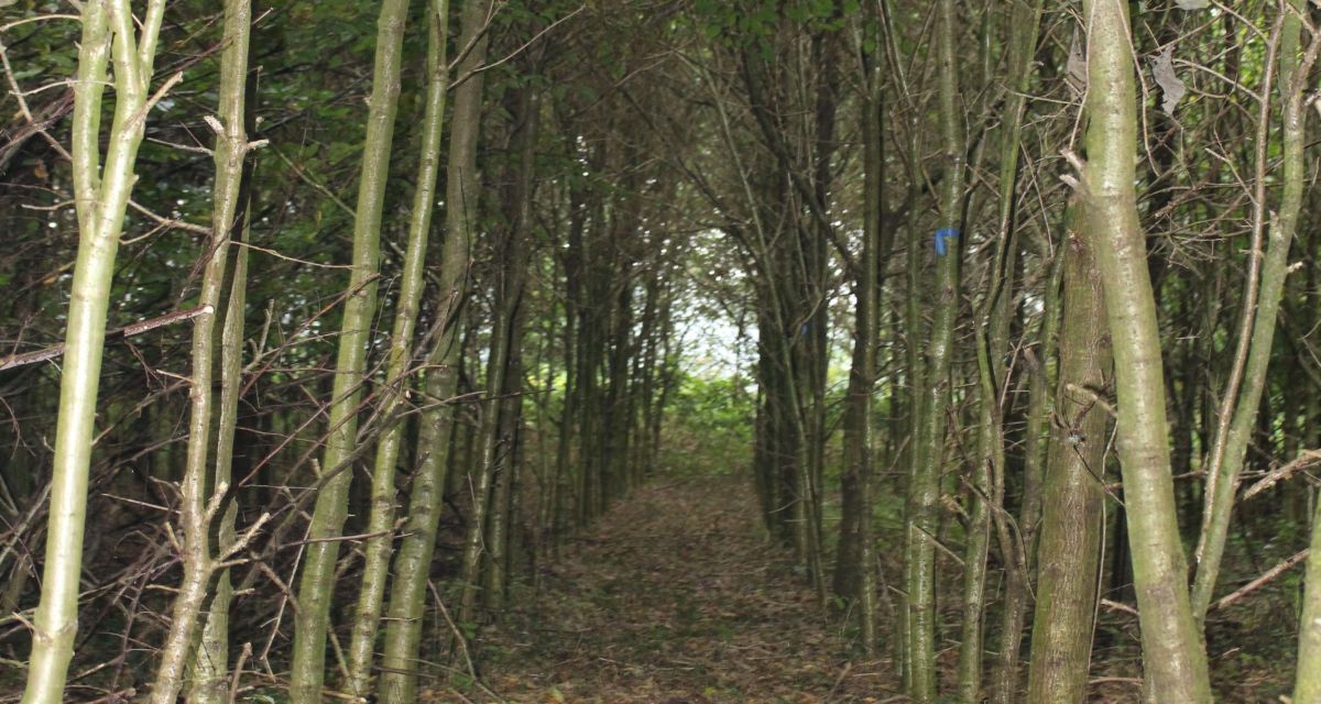 Zu sehen ist eine Allee aus jungen Bäumen im Wald. Auf dem Boden liegt Laub.