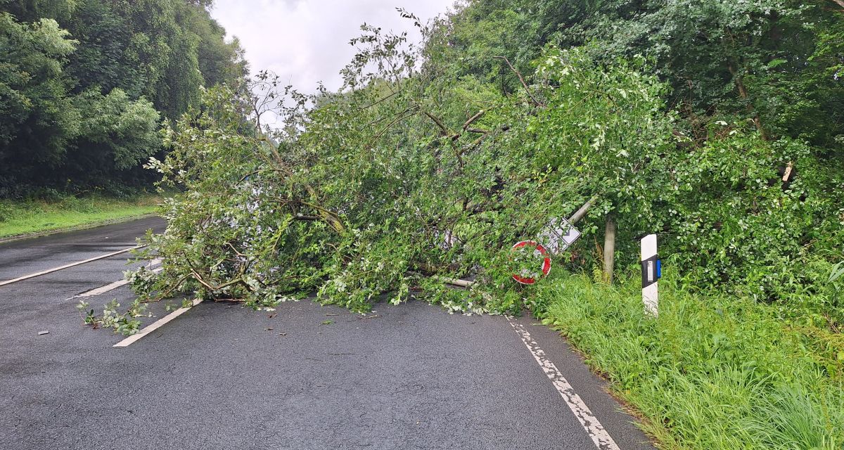 Zu sehen ist ein umgestürzter Baum auf einer Straße. 