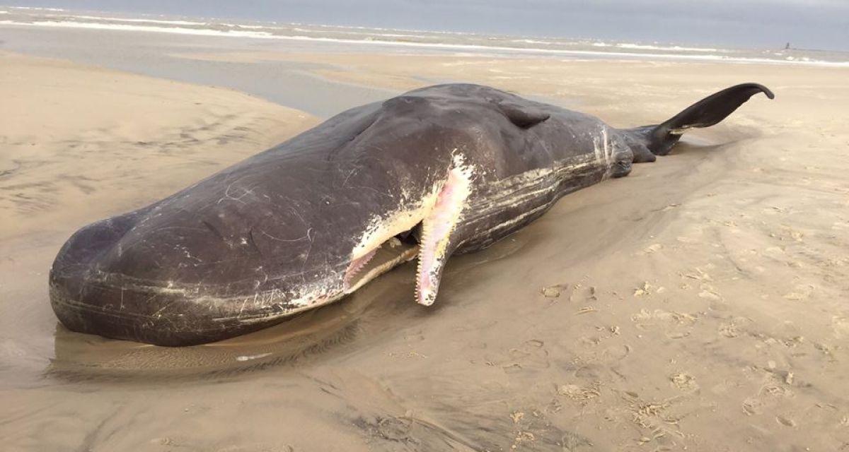 Wangerooge: Zwei Pottwale vor Wangerooge gestrandet