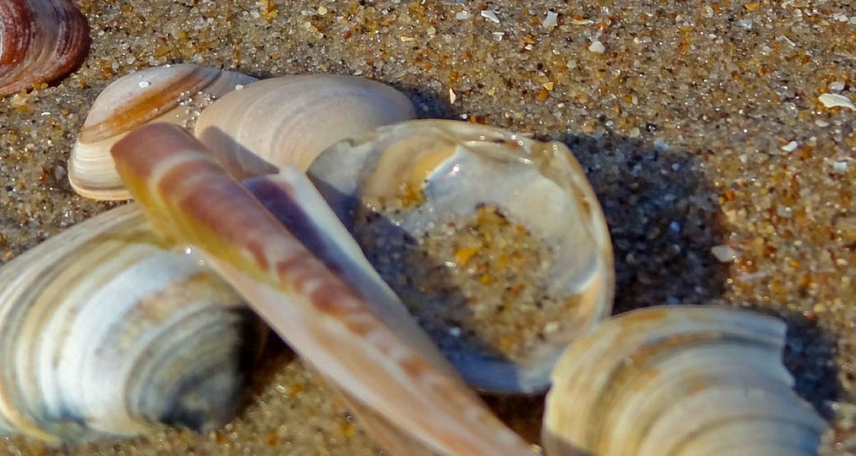 Norden: Seehundstation zufrieden mit 2015