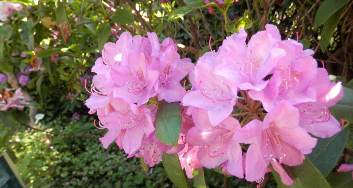 Wilhelmshaven: Ehemaliger Botanischer Garten wird verkauft