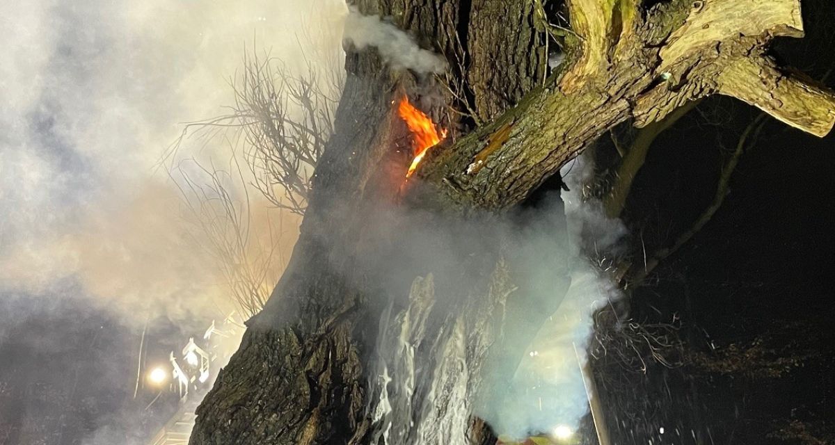 Zu sehen ist ein rauchender Baum. Aus dem Inneren der Weide schlagen Flammen, der Stamm ist mit Planen umwickelt und eine Löschwasserleitung leitet Wasser ins Innere um den Brand zu löschen.