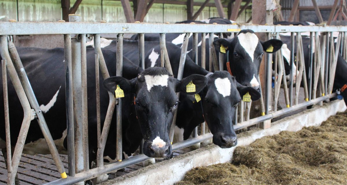 Kühe im Stall