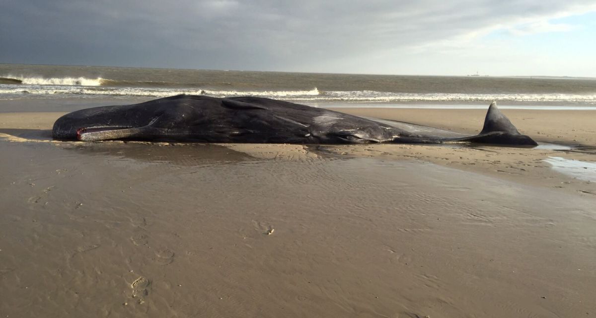 Toter Pottwal auf einer Sandbank.