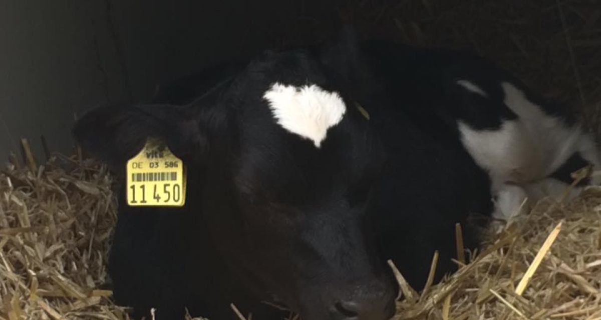 Ein Rindvieh-Kalb mit weißem Stirnfleck liegt im Stroh