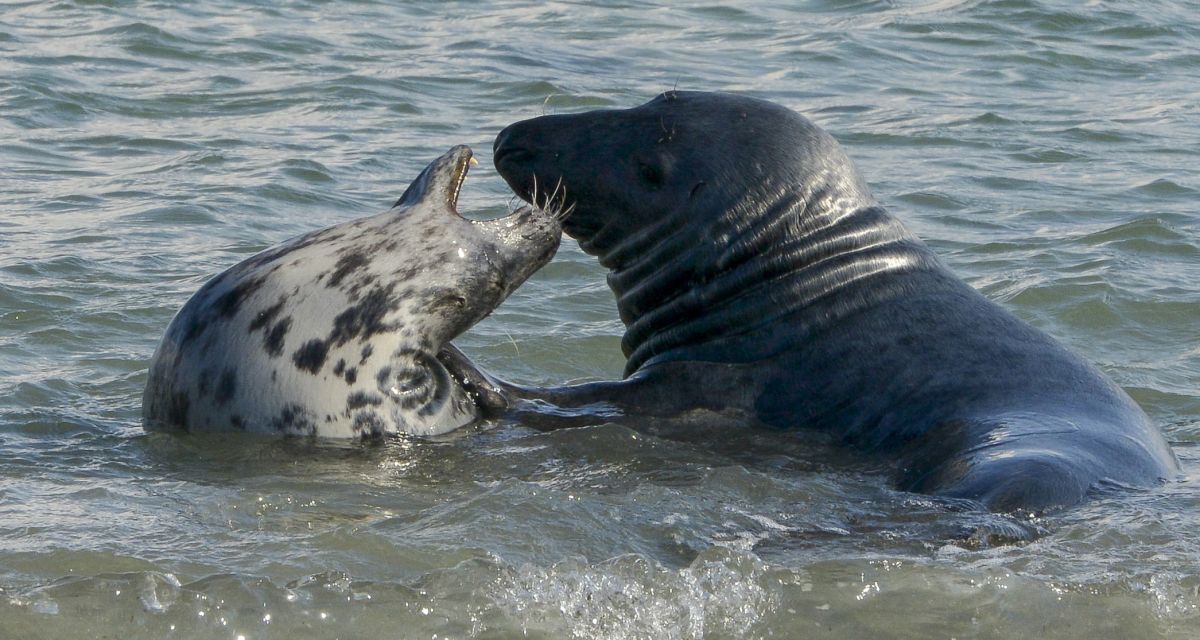 Wattenmeer: Robbenbestände nehmen weiter zu