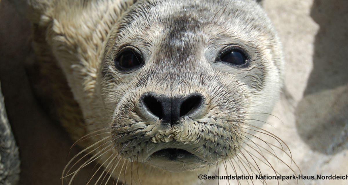 Das Bild zeigt Seehund Benno.