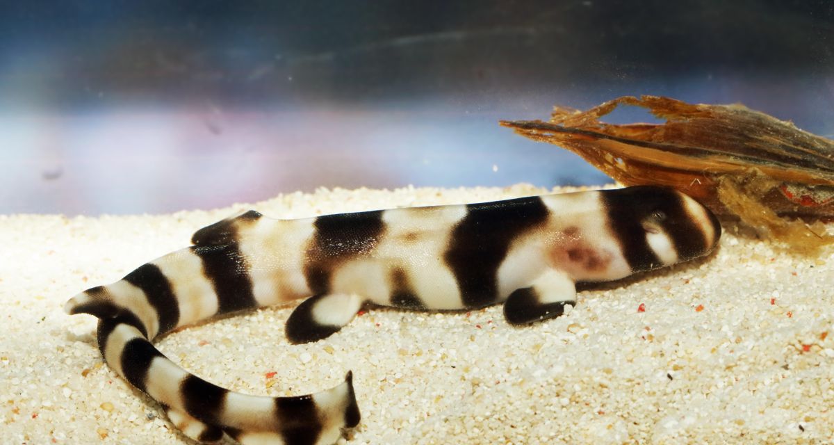 Halmahera Hai welterste Nachzucht Aquarium Wilhelmshaven