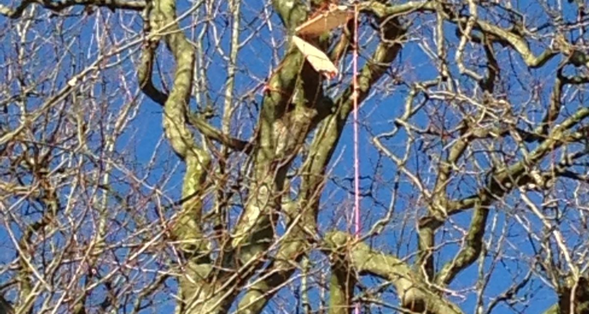 Zu sehen ist eine Krähenklatsche in einem Baum in Jever. Diese werden zur Vergrämung der Saatkrähen verwendet.