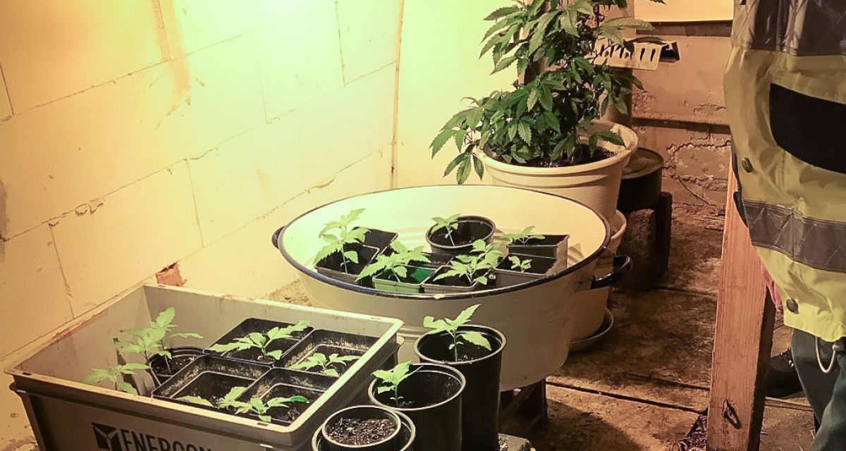 Cannabis Plantage