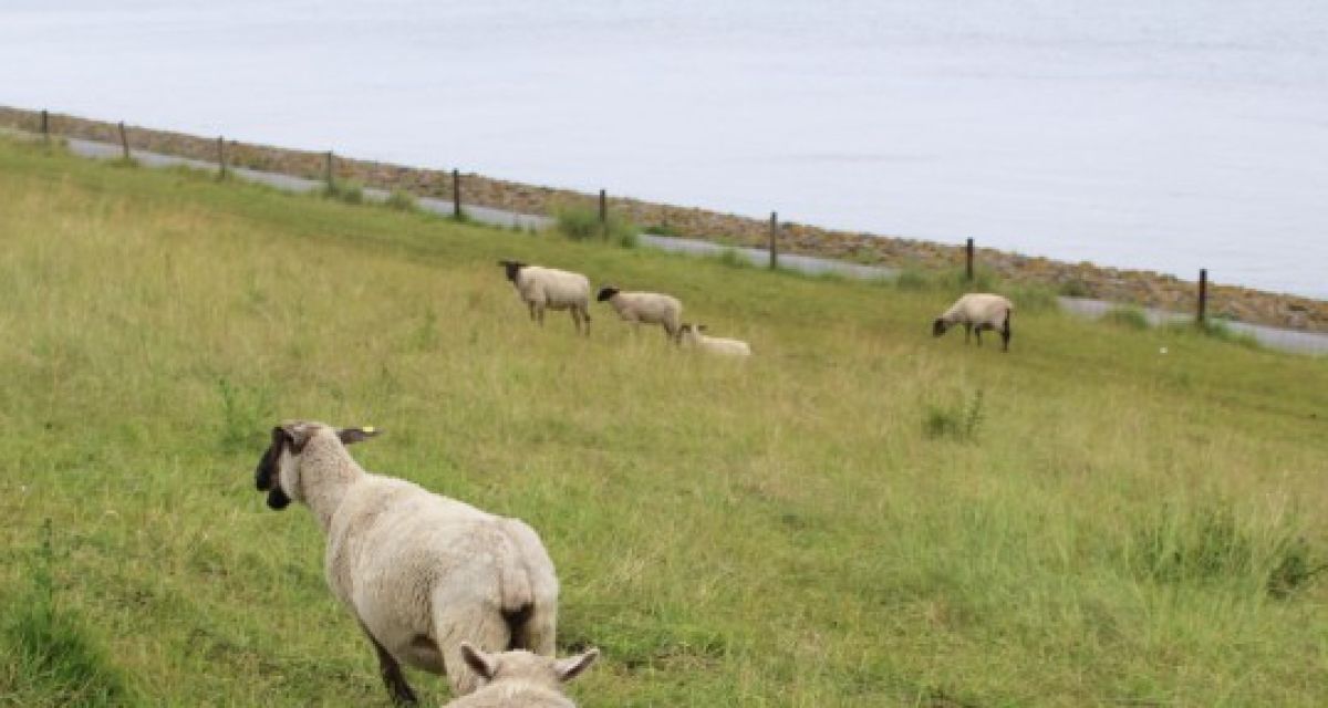 Auf dem Bild sind mehrere Schafe auf einem Deich zu sehen, im Hintergrund liegt das Meer.
