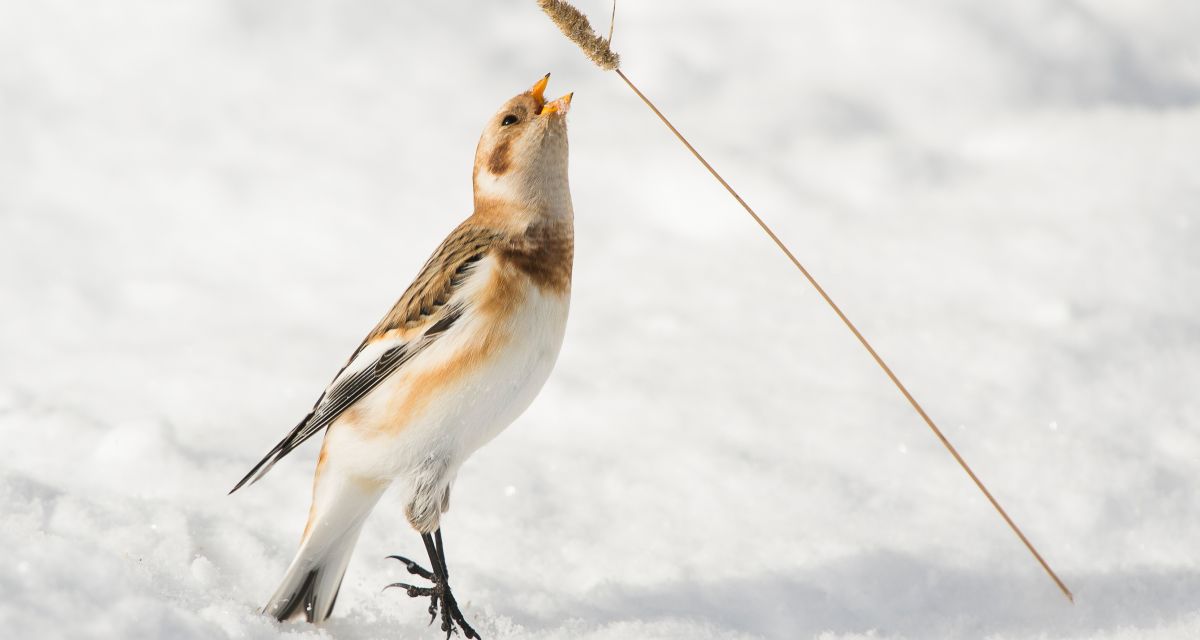 Zugvogeltage-Programm online