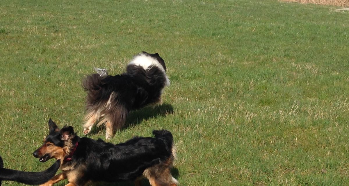 Hundefreilauffläche für Jever