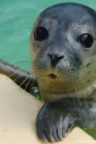 Erste Heuler in Norddeich