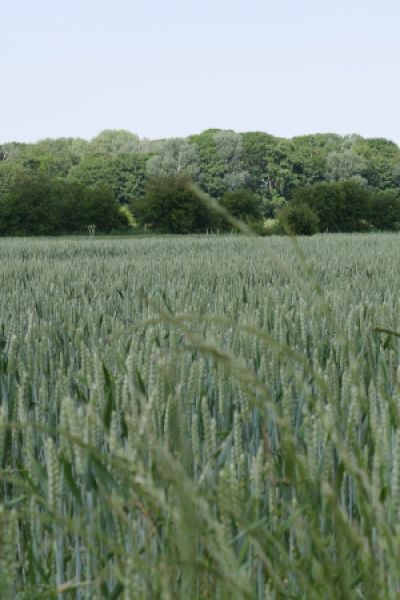 Förderungen für Umweltmaßnahmen und Ökolandbau