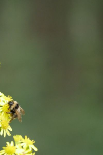 NABU startet in die zweite Insektensommer-Runde