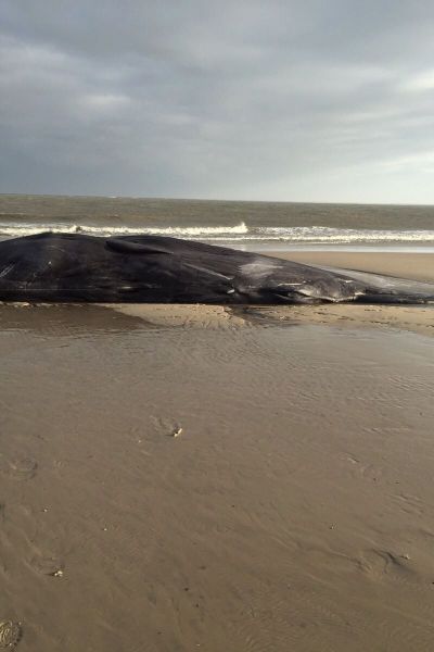 Wilhelmshaven: Walsymposium erörtert Ursachen